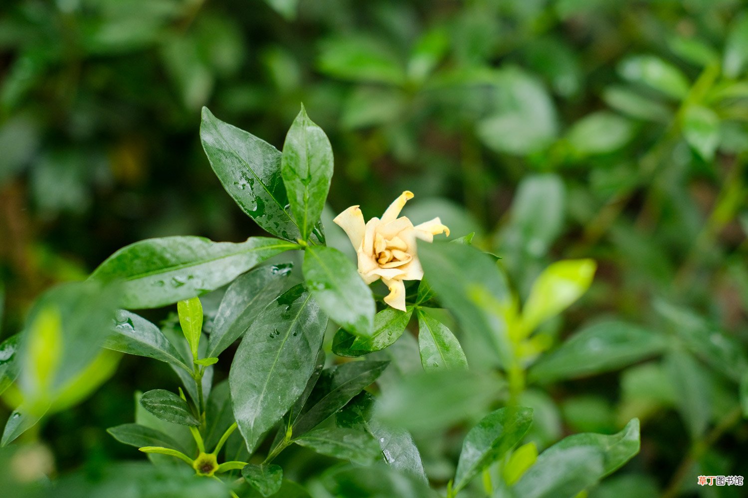 栀子花怎么养家庭养法