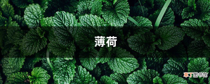 她买的薄荷清香木···居然是假冒的，赶紧分清避免被坑！