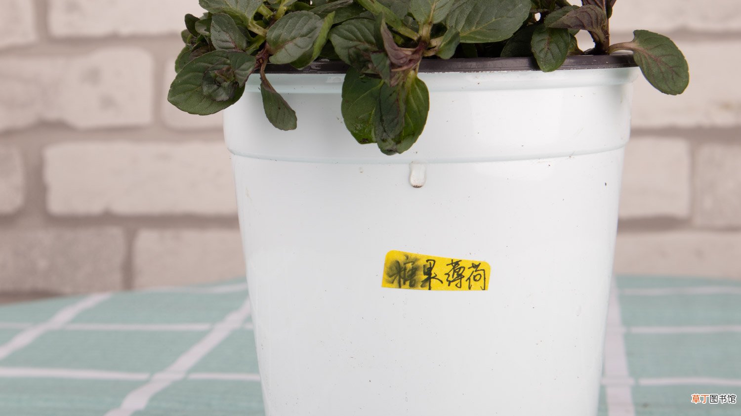 她买的薄荷清香木···居然是假冒的，赶紧分清避免被坑！