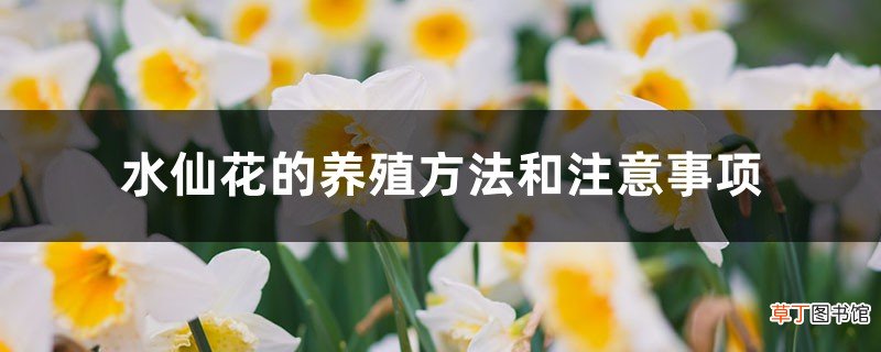 水仙花的养殖方法和注意事项