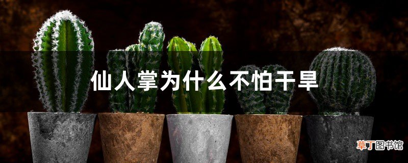 仙人掌为什么不怕干旱