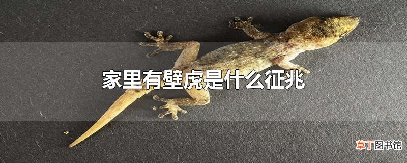 家里有壁虎是什么征兆