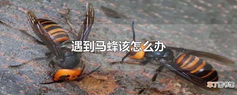 遇到马蜂该怎么办