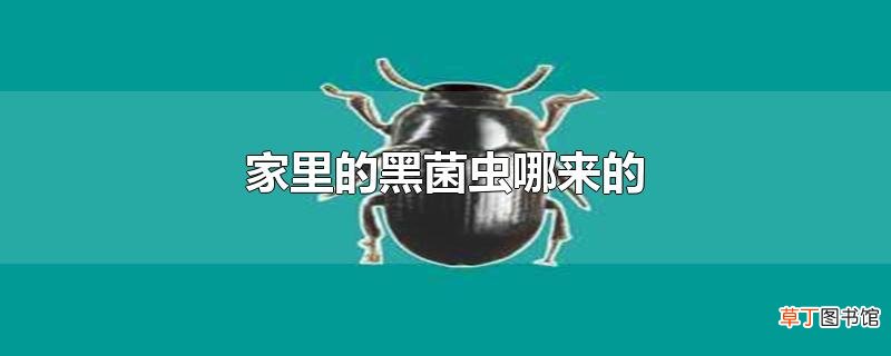 家里的黑菌虫哪来的