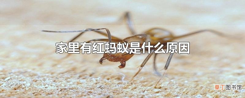 家里有红蚂蚁是什么原因
