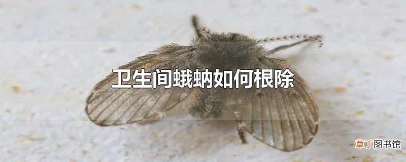 卫生间蛾蚋怎么根除