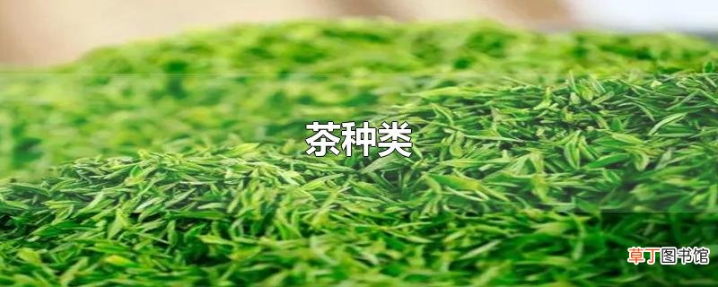 茶种类