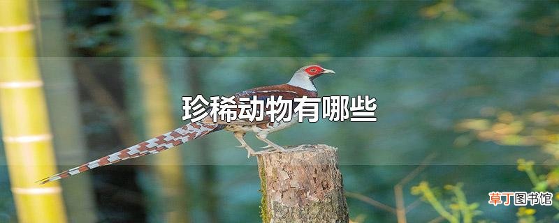 珍稀动物有哪些