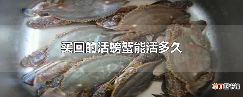 买回的活螃蟹能活多久
