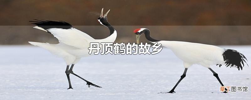 丹顶鹤的故乡