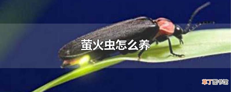 萤火虫怎么养