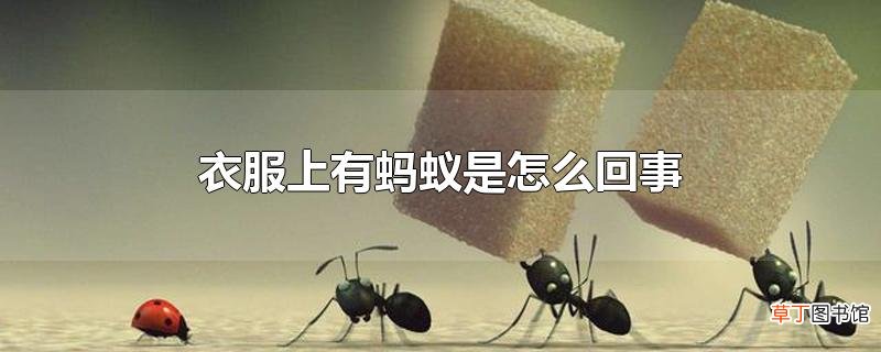 衣服上有蚂蚁是怎么回事