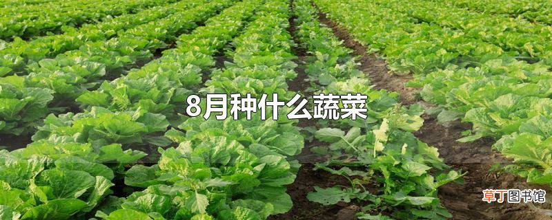 8月种什么蔬菜