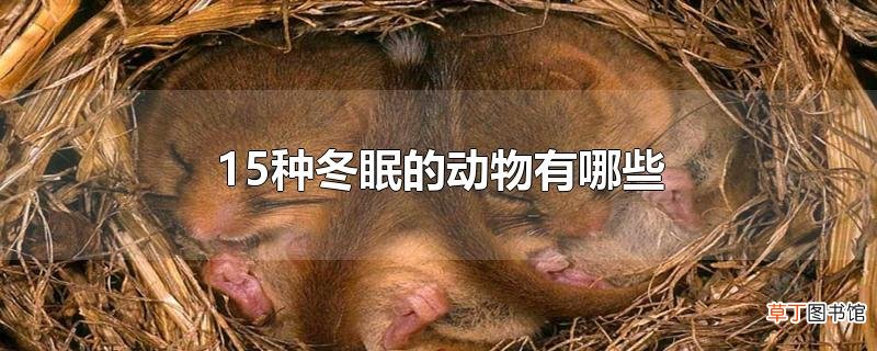 15种冬眠的动物有哪些