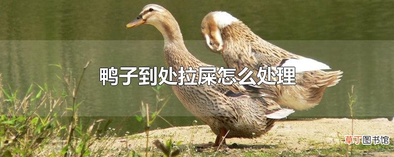 鸭子到处拉屎怎么处理
