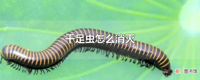 千足虫怎么消灭