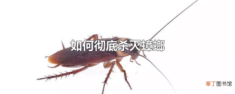 怎么彻底杀灭蟑螂