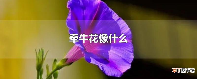 牵牛花像什么