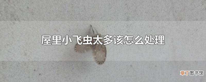 屋里小飞虫太多该怎么处理