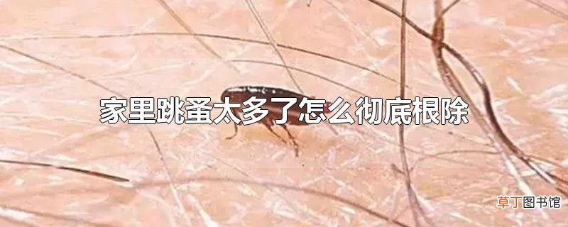 家里跳蚤太多了怎么彻底根除
