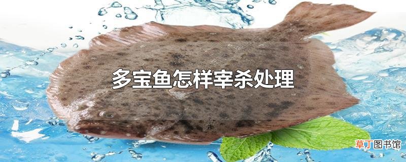 多宝鱼怎样宰杀处理