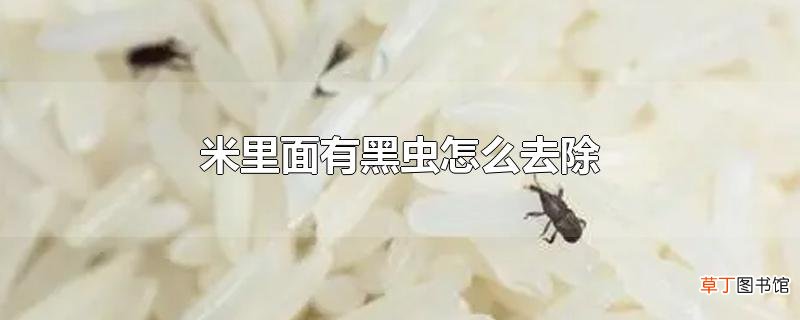 米里面有黑虫怎么去除
