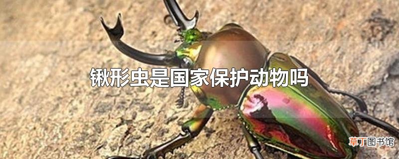 锹形虫是国家保护动物吗