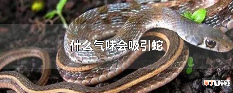 什么气味会吸引蛇