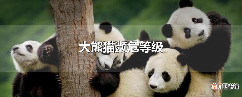 大熊猫濒危等级