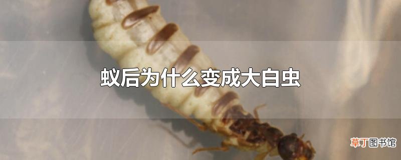 蚁后为什么变成大白虫