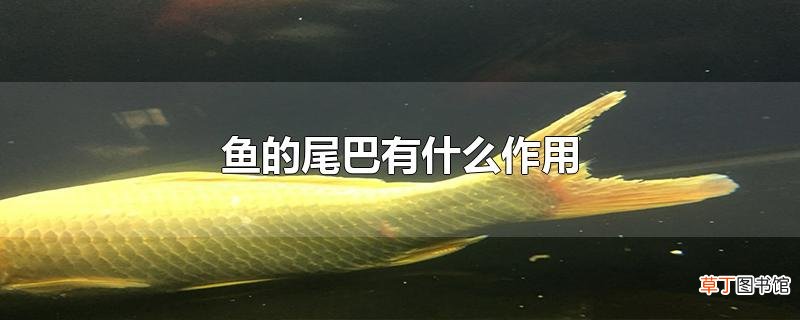 鱼的尾巴有什么作用