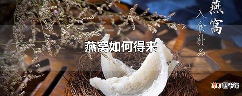 燕窝怎么得来