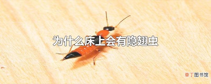 为什么床上会有隐翅虫