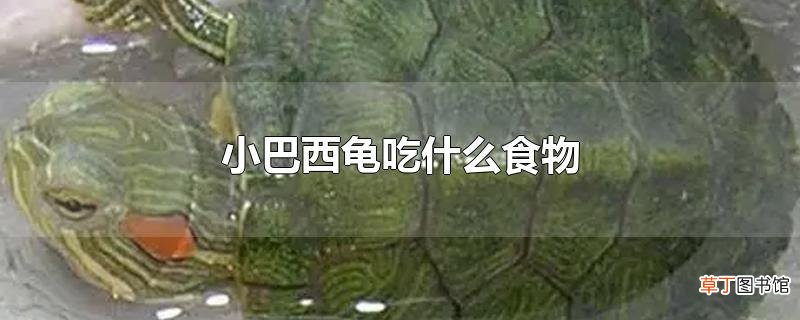 小巴西龟吃什么食物