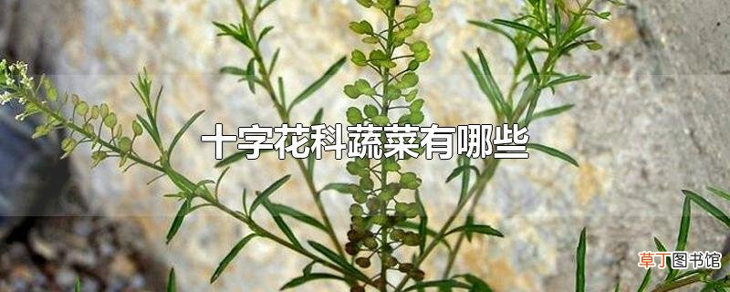 十字花科蔬菜有哪些
