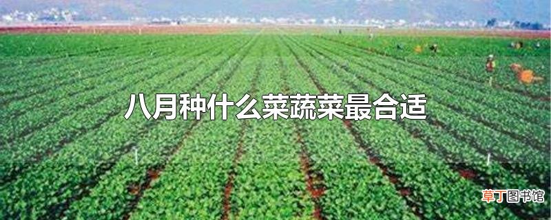 八月种什么菜蔬菜最合适
