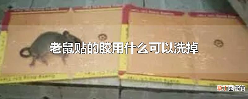老鼠贴的胶用什么可以洗掉