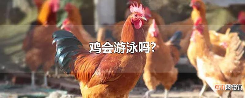 鸡会游泳吗?