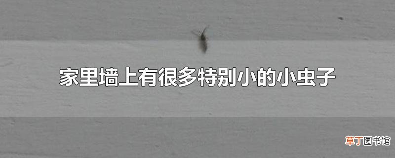 家里墙上有很多特别小的小虫子