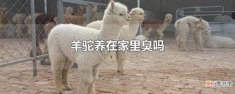 羊驼养在家里臭吗