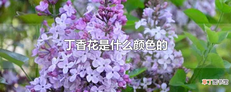 丁香花是什么颜色的