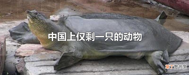 中国上仅剩一只的动物