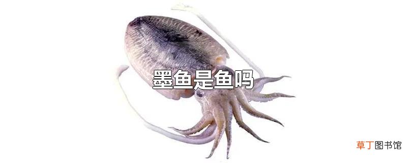墨鱼是鱼吗