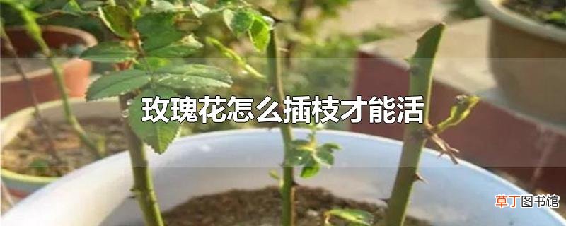 玫瑰花怎么插枝才能活