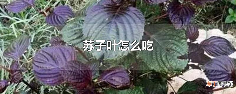 苏子叶怎么吃