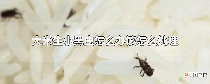 大米生小黑虫怎么办该怎么处理