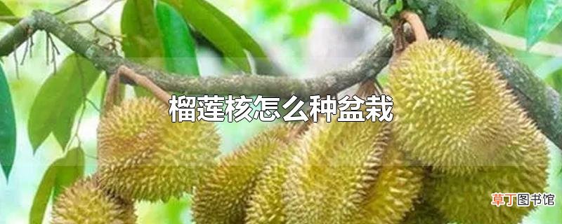 榴莲核怎么种盆栽