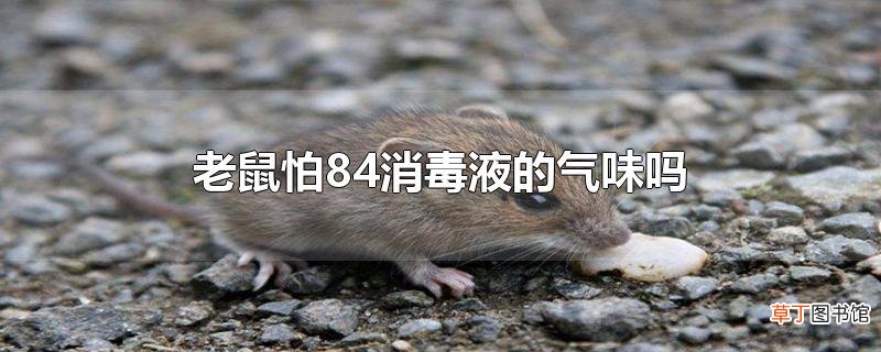 老鼠怕84消毒液的气味吗