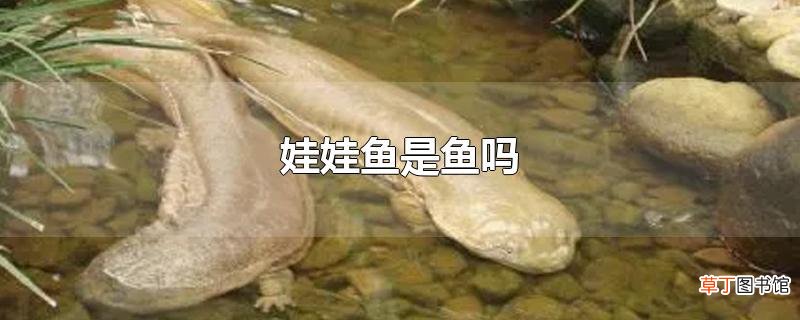 娃娃鱼是鱼吗