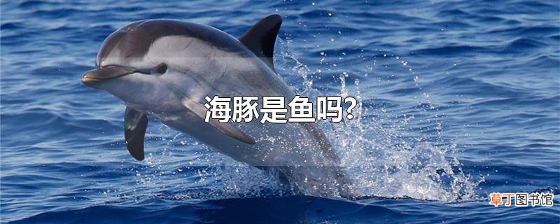 海豚是鱼吗?